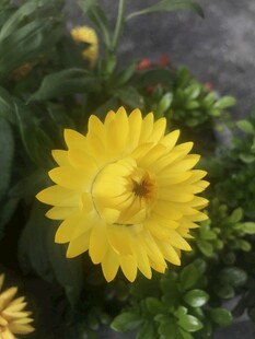 蜡菊 麦秆菊
