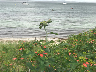 海边的野花