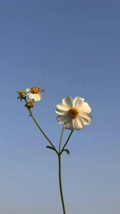 白色雏菊
