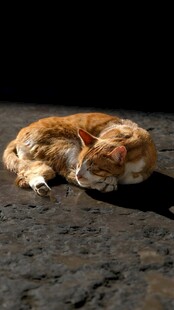 睡觉的大橘猫