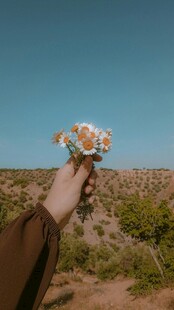一束雏菊