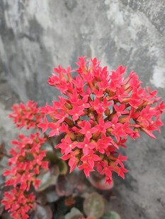 长寿花