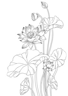 荷花线描