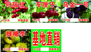 各种水果树苗图片