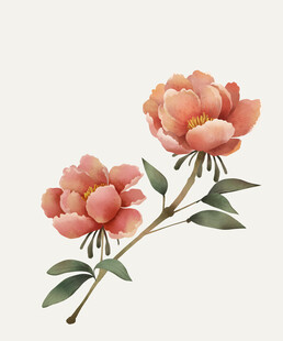 牡丹绘画素材