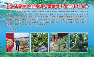 金盛源瓜果蔬菜专业合作社
