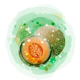 水彩手绘哈蜜瓜水果插画