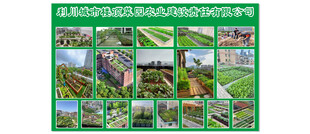 楼顶种菜