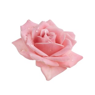 粉玫瑰花