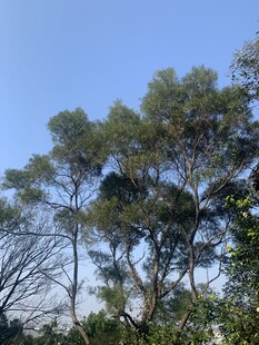桉树