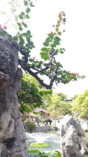 清晖园