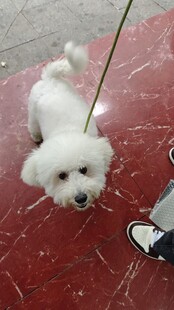 比熊犬