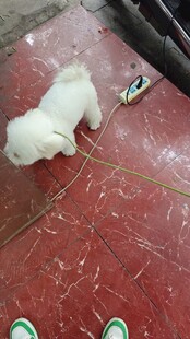 比熊犬 