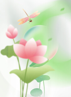 荷花 蜻蜓