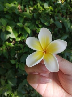 鸡蛋花