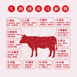 牛的部位分解图