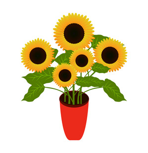 向日葵盆栽画