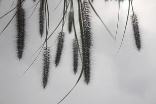 狗尾巴草