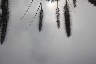 狗尾巴草