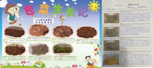 绿豆包菜卷心菜生长观察日记