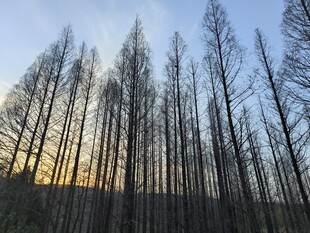 杉树林