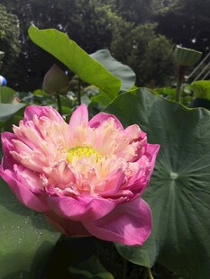 荷花 荷叶