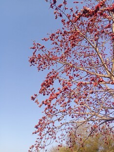 木棉花