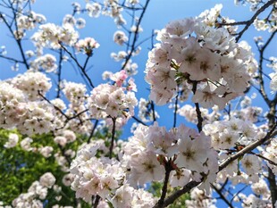 樱花