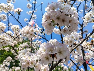 樱花