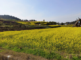 油菜田