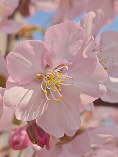 东京樱花 