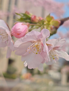 东京樱花 