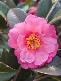 山茶花
