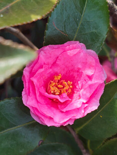山茶花