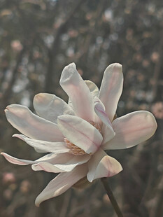 星花玉兰