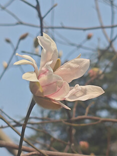 星花玉兰