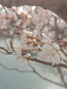 东京樱花