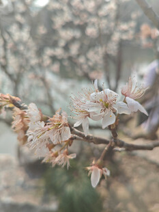 东京樱花