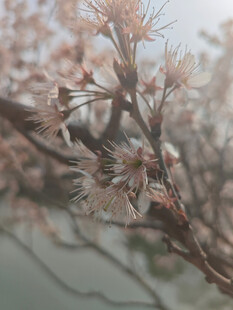 东京樱花