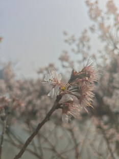 东京樱花