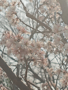 东京樱花