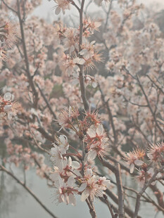 东京樱花