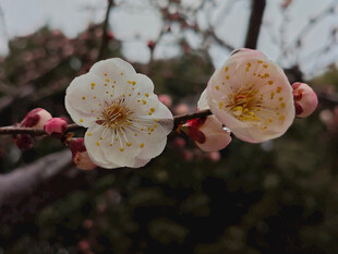 腊梅 梅花