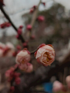 腊梅 梅花