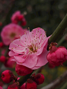 腊梅 梅花