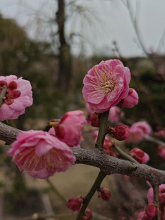 腊梅 梅花