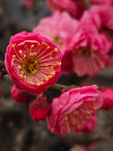 腊梅 梅花