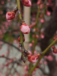 腊梅 梅花