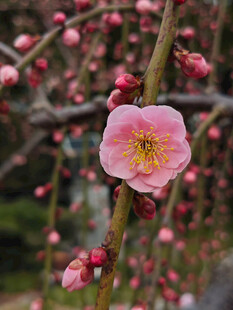 腊梅 梅花