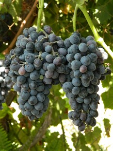 葡萄
